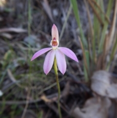 Caladenia carnea (Pink Fingers) at Point 49 - 15 Oct 2016 by CathB