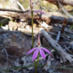 Caladenia carnea at Point 49 - suppressed