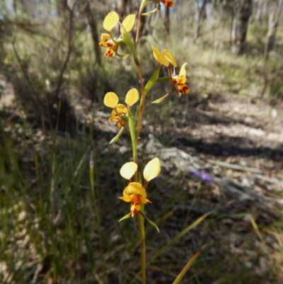 Diuris nigromontana (Black Mountain Leopard Orchid) at Point 49 - 15 Oct 2016 by CathB