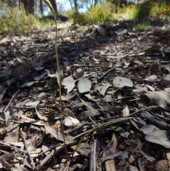 Caladenia sp. (A Caladenia) at Aranda, ACT - 15 Oct 2016 by CathB