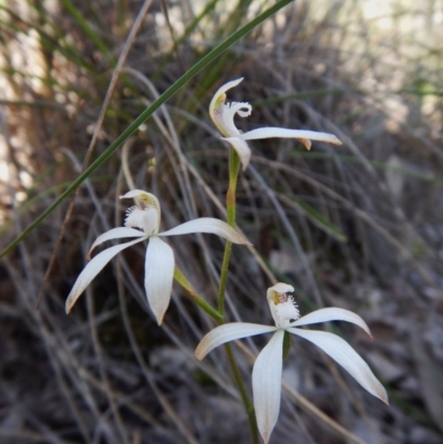 Caladenia ustulata (Brown Caps) at Point 49 - 15 Oct 2016 by CathB