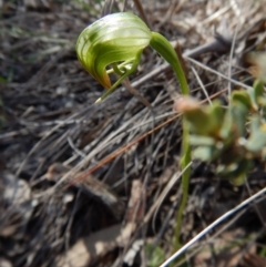 Pterostylis nutans (Nodding Greenhood) at Point 49 - 15 Oct 2016 by CathB