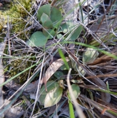 Speculantha rubescens (Blushing Tiny Greenhood) at Aranda, ACT - 15 Oct 2016 by CathB