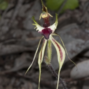 Caladenia atrovespa at Belconnen, ACT - suppressed