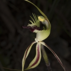 Caladenia atrovespa at Belconnen, ACT - suppressed