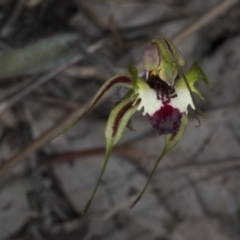 Caladenia atrovespa at Belconnen, ACT - suppressed