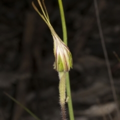 Caladenia atrovespa at Belconnen, ACT - suppressed