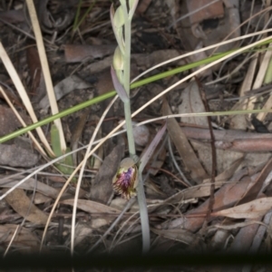 Calochilus montanus at Aranda, ACT - suppressed