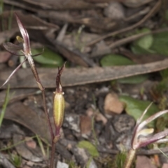 Cyrtostylis reniformis (Common Gnat Orchid) at Cook, ACT - 15 Oct 2016 by DerekC