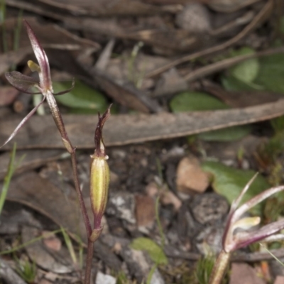 Cyrtostylis reniformis (Common Gnat Orchid) at  - suppressed by DerekC