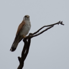 Falco cenchroides (Nankeen Kestrel) at Mulligans Flat - 9 Oct 2016 by CedricBear