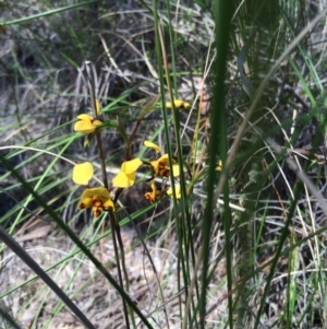 Diuris nigromontana at Belconnen, ACT - 15 Oct 2016