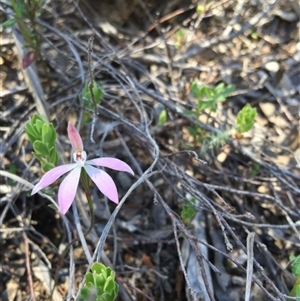 Caladenia fuscata at Point 4150 - suppressed