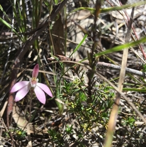 Caladenia fuscata at Point 4150 - suppressed