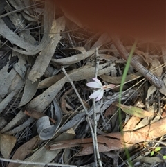 Caladenia fuscata at Point 4150 - suppressed