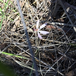 Caladenia fuscata at Point 4150 - suppressed