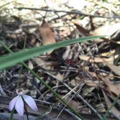 Caladenia fuscata at Point 4150 - suppressed