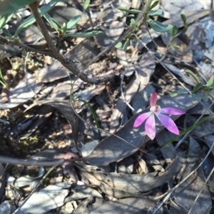 Caladenia fuscata at Point 4150 - suppressed