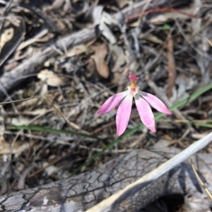 Caladenia fuscata at Point 4150 - suppressed