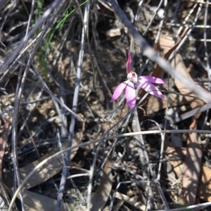 Caladenia fuscata at Point 4150 - suppressed