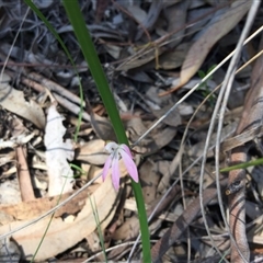 Caladenia fuscata at Point 4150 - suppressed