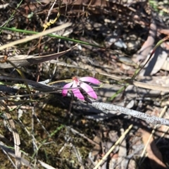 Caladenia fuscata at Point 4150 - suppressed