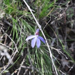 Cyanicula caerulea (Blue Fingers, Blue Fairies) at Aranda, ACT - 25 Sep 2016 by catherine.gilbert