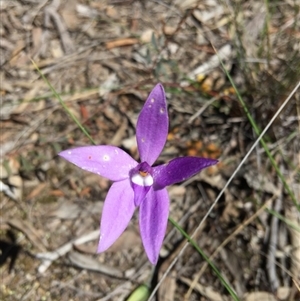 Glossodia major at Point 4150 - suppressed