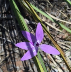 Glossodia major at Point 4150 - suppressed