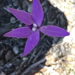 Glossodia major at Point 4150 - suppressed