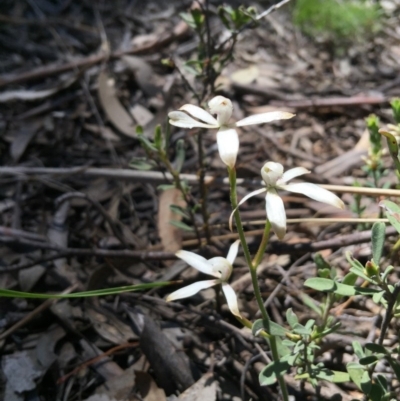 Caladenia ustulata (Brown Caps) at Point 4150 - 15 Oct 2016 by jasonbmackenzie