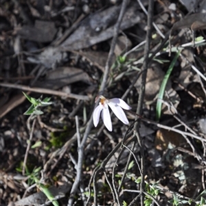 Caladenia fuscata at Point 4010 - suppressed