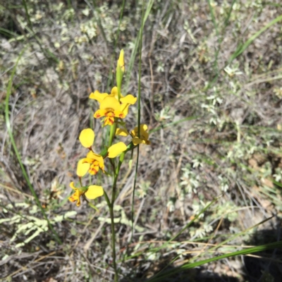 Diuris nigromontana (Black Mountain Leopard Orchid) at Point 4152 - 15 Oct 2016 by jasonbmackenzie