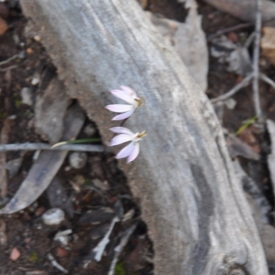 Caladenia fuscata (Dusky Fingers) at Aranda, ACT - 25 Sep 2016 by catherine.gilbert