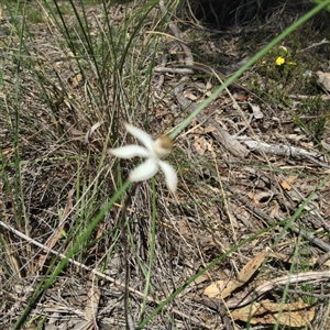 Caladenia ustulata at Point 4152 - suppressed