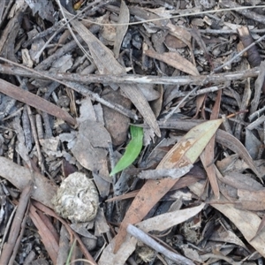 Glossodia major at Point 4010 - suppressed