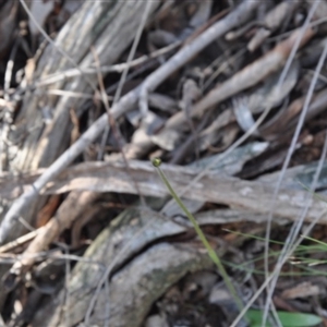 Glossodia major at Point 4010 - suppressed