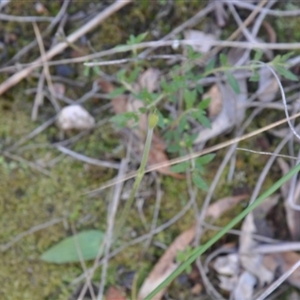 Glossodia major at Point 4010 - suppressed