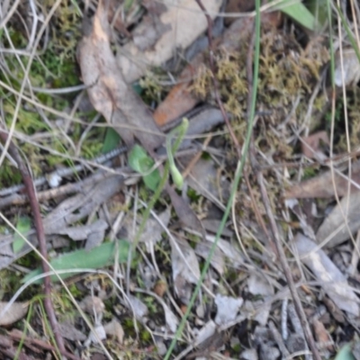 Glossodia major (Wax Lip Orchid) at Aranda, ACT - 25 Sep 2016 by catherine.gilbert