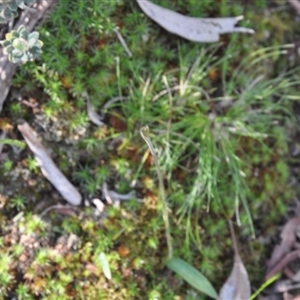 Glossodia major at Point 4010 - suppressed