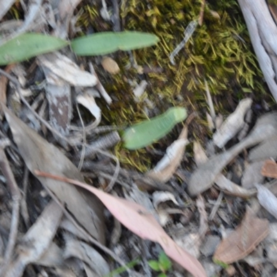 Glossodia major (Wax Lip Orchid) at Aranda, ACT - 25 Sep 2016 by catherine.gilbert