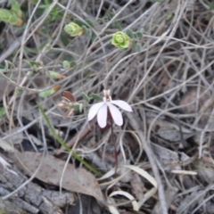 Caladenia fuscata (Dusky Fingers) at Aranda, ACT - 25 Sep 2016 by catherine.gilbert