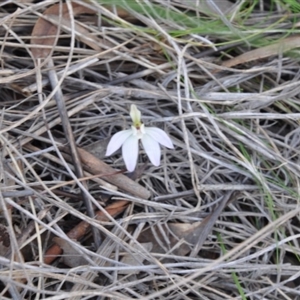 Caladenia fuscata at Point 4010 - suppressed