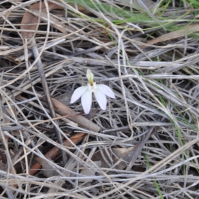 Caladenia fuscata (Dusky Fingers) at Aranda, ACT - 25 Sep 2016 by catherine.gilbert