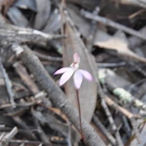 Caladenia fuscata at Point 4010 - suppressed