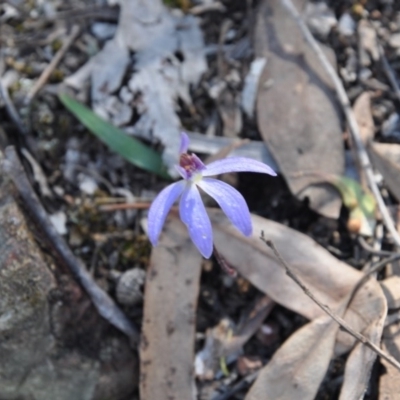 Cyanicula caerulea (Blue Fingers, Blue Fairies) at Aranda, ACT - 25 Sep 2016 by catherine.gilbert