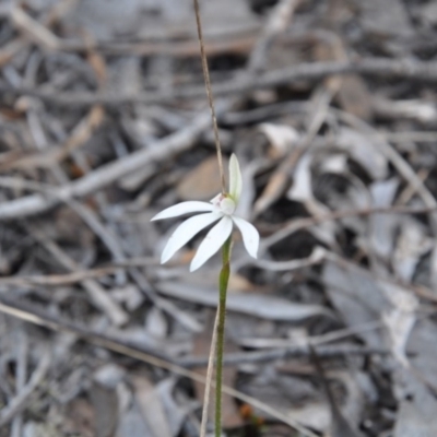 Caladenia sp. (A Caladenia) at Point 4010 - 25 Sep 2016 by catherine.gilbert