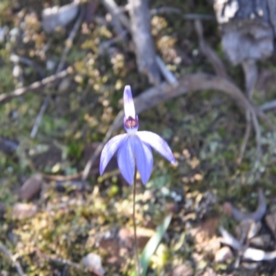 Cyanicula caerulea (Blue Fingers, Blue Fairies) at Aranda, ACT - 25 Sep 2016 by catherine.gilbert