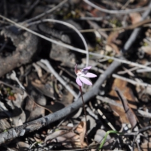 Caladenia fuscata at Point 4010 - suppressed