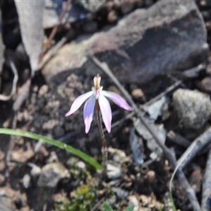 Caladenia fuscata at Point 4010 - suppressed